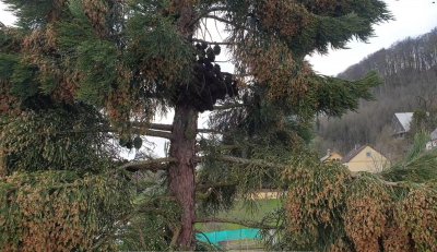 Sequoiadendron giganteum - sekvojovec obrovský - v koruně stromu 08